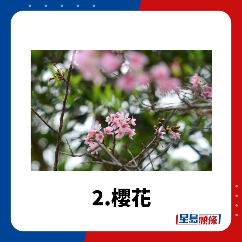 賞花好去處2.櫻花