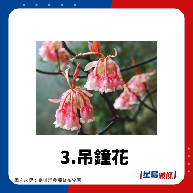 賞花好去處3.吊鐘花