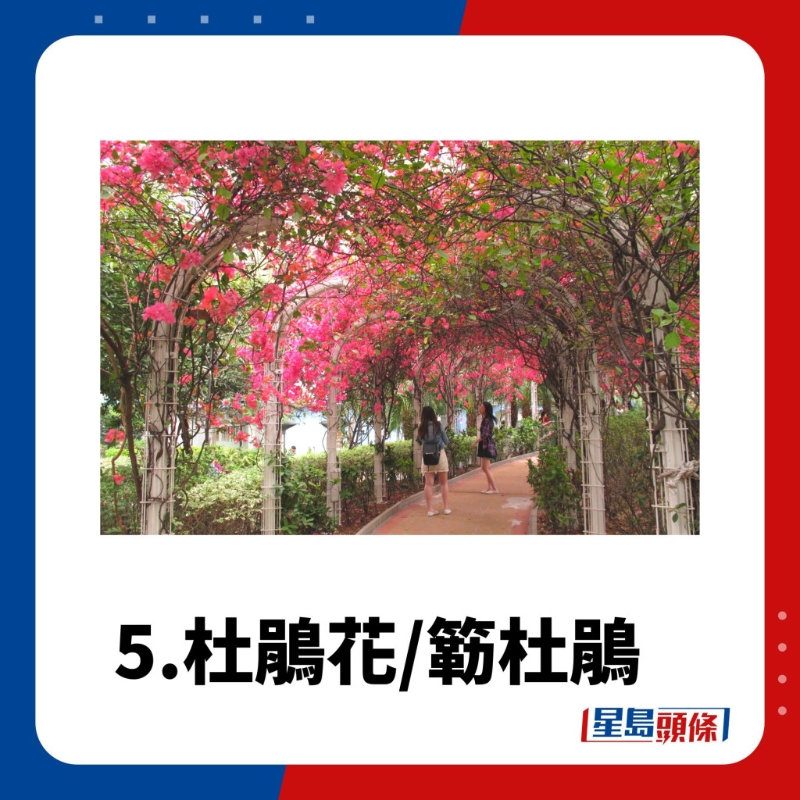 賞花好去處5.杜鵑花/簕杜鵑