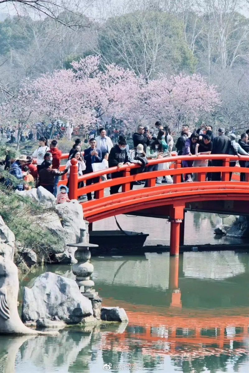 踏青赏花类产品成为市场主旋律，江西、贵州、云南等地为热门目的地。 网图